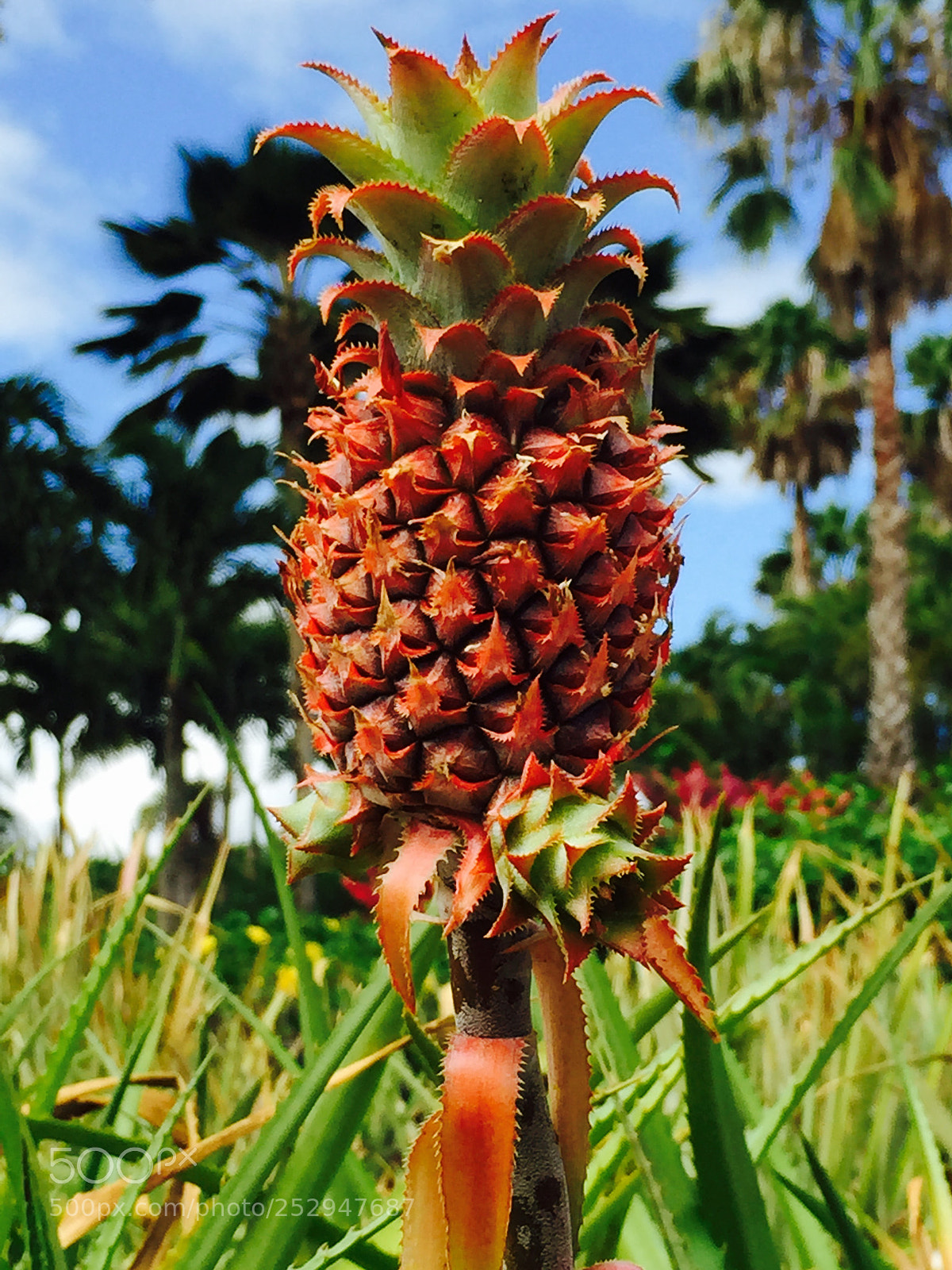 Apple iPhone 6 sample photo. Hawaii pineapple photography