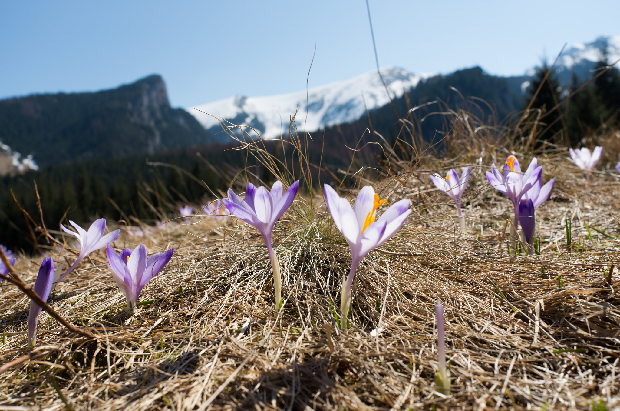 Leica X (Typ 113) sample photo. Fioletowy krokus photography