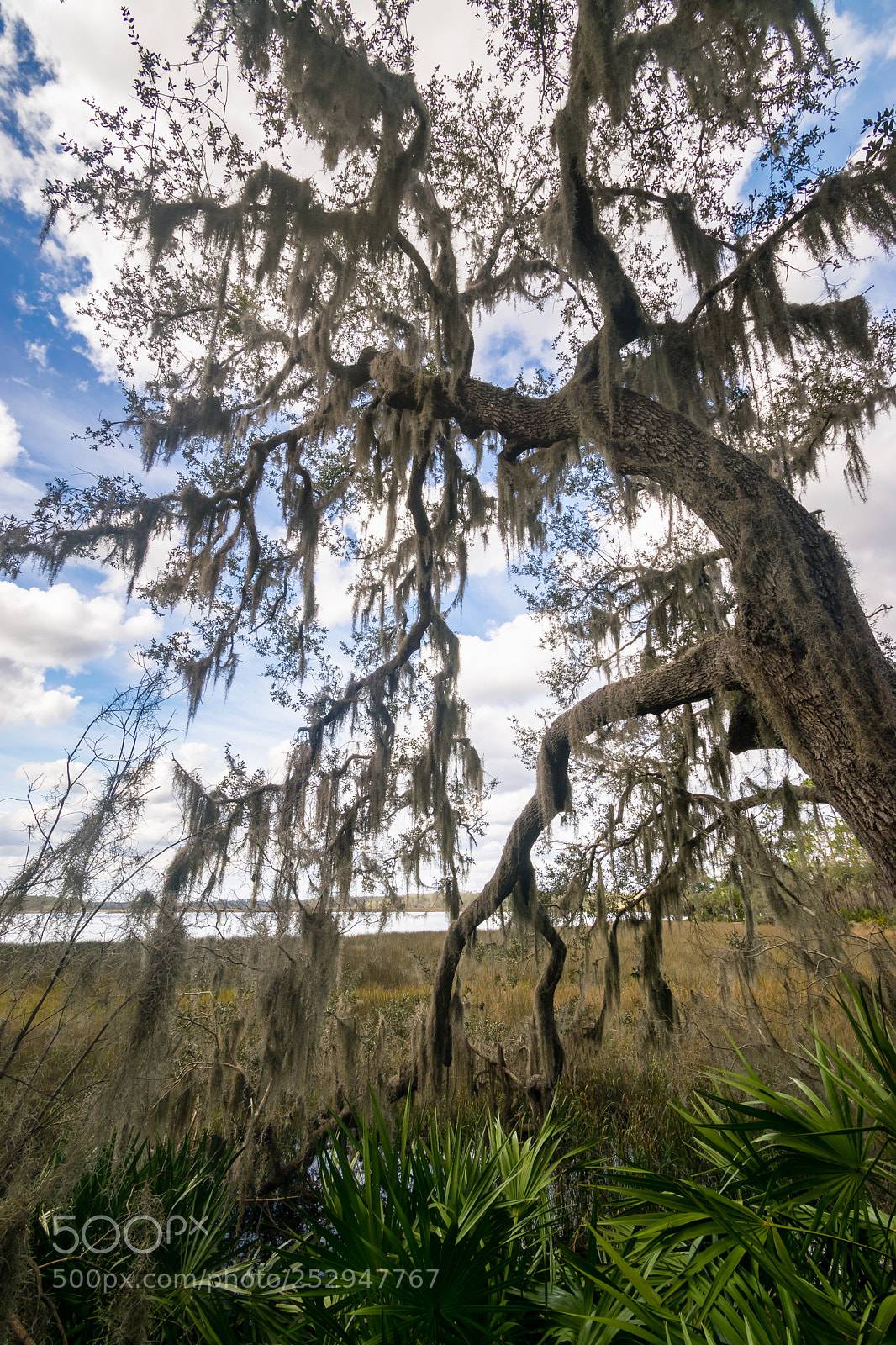 Nikon D3300 sample photo. Tree photography