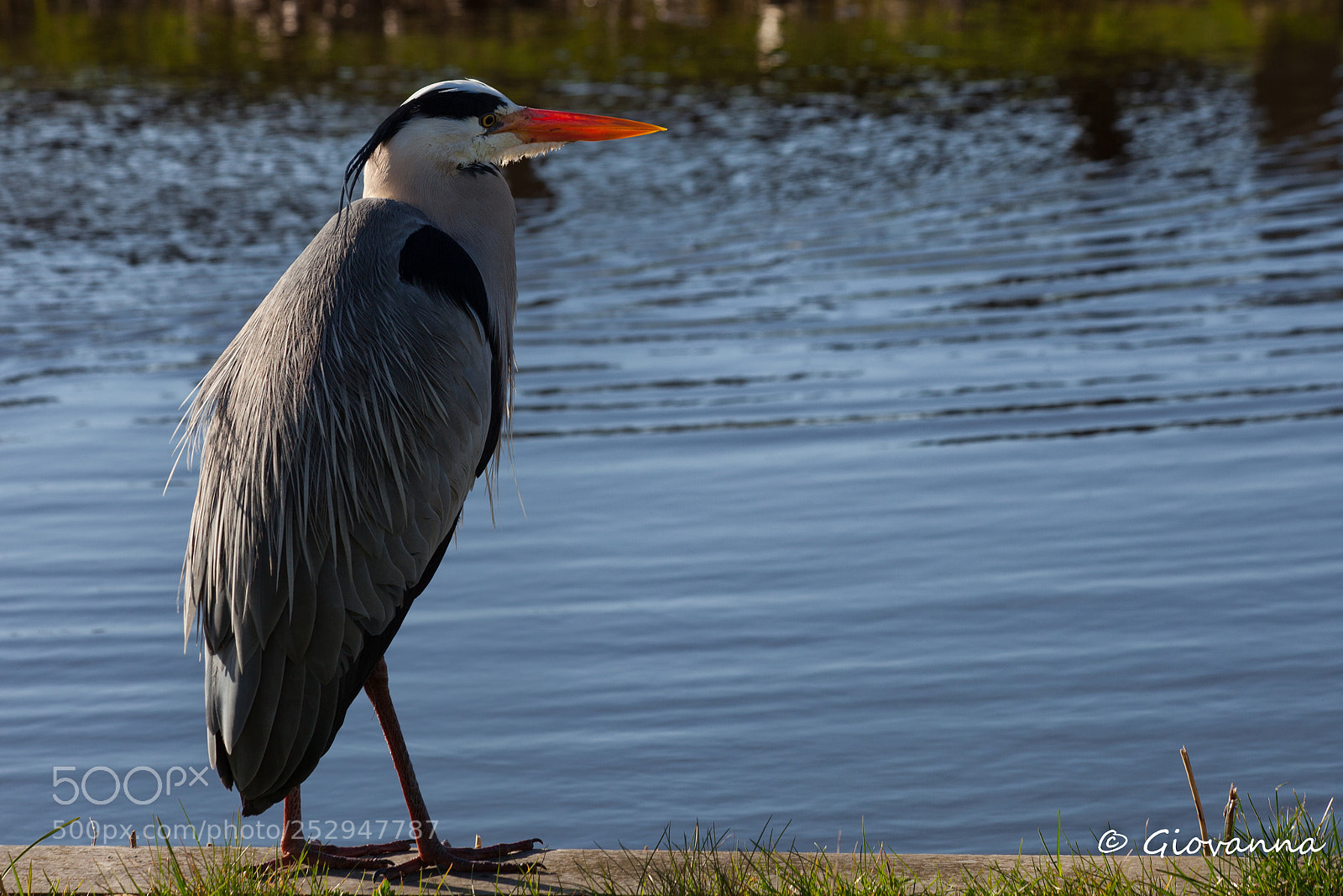 Canon EOS 5D Mark II sample photo. Heron photography
