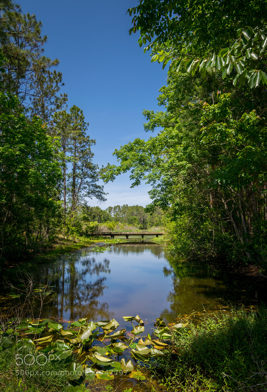 Nikon D3300 sample photo. Cypress bridge photography