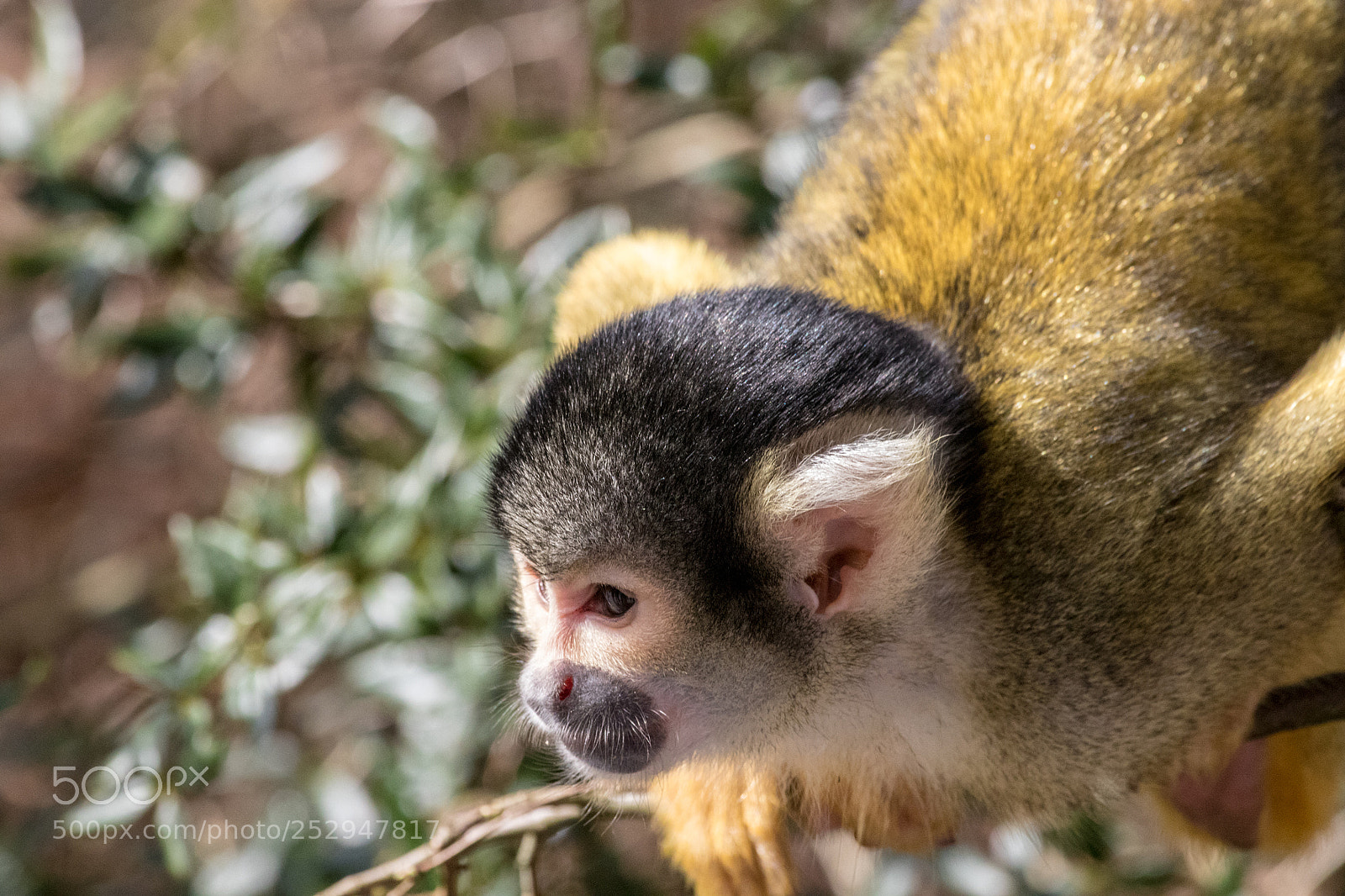 Canon EOS 77D (EOS 9000D / EOS 770D) sample photo. Cautious photography