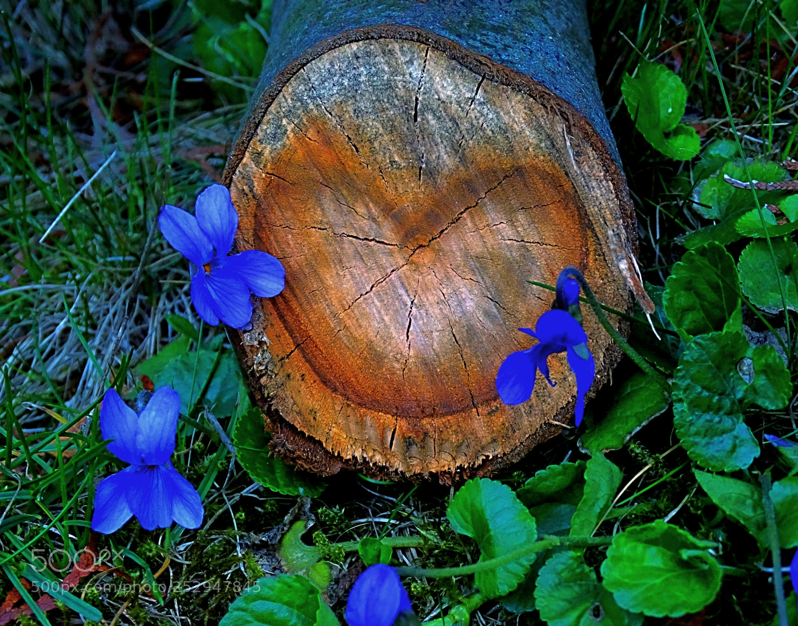 Sony Cyber-shot DSC-HX400V sample photo. Love grows photography