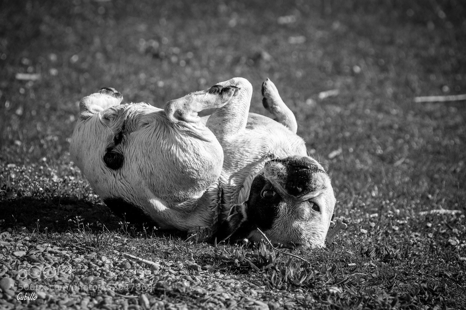 Nikon D7100 sample photo. Estoy super feliz (de ) photography