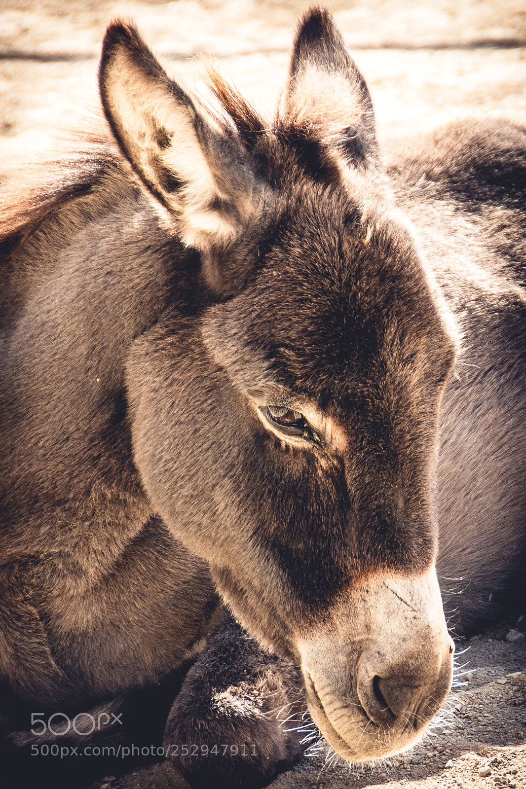 Nikon D7100 sample photo. Petit ane photography