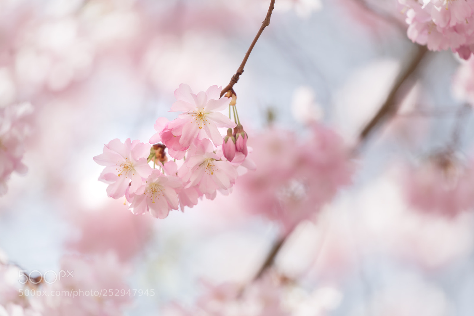 Sony a7R II sample photo. Small group of cherry photography