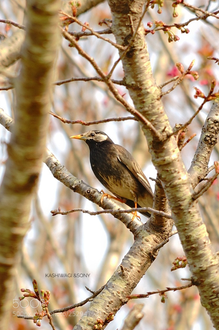 Sony a7 II sample photo. White-cheeked starling photography