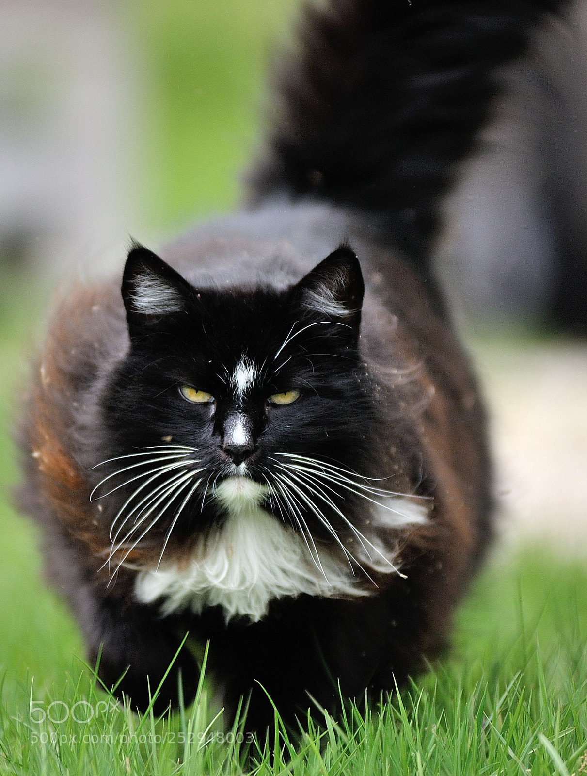 Nikon D700 sample photo. Chat photography