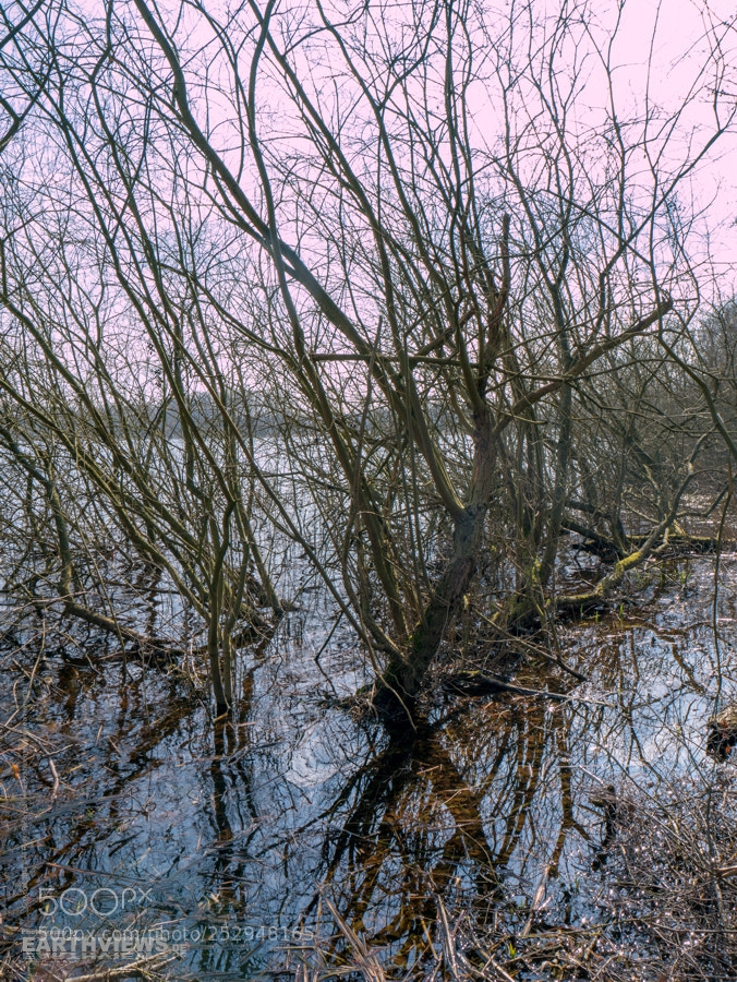 Panasonic DMC-G70 sample photo. Witches grove (32) photography