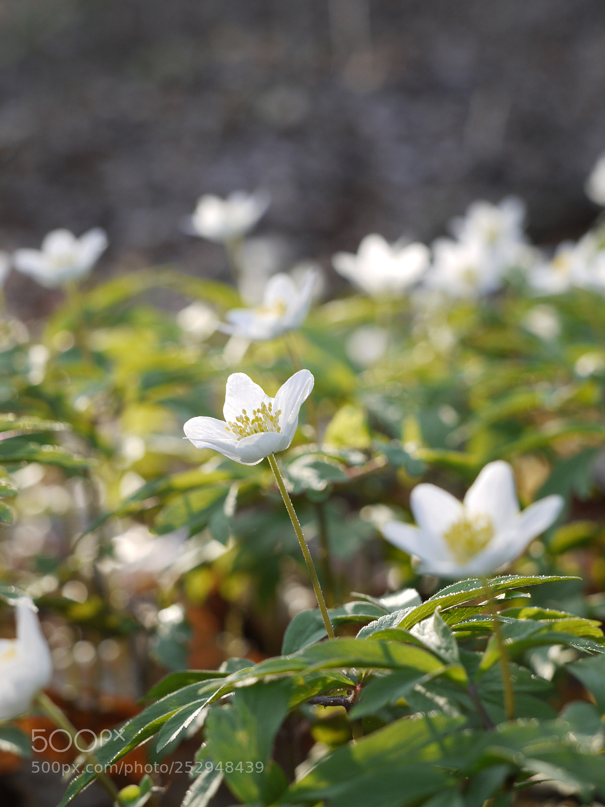 Panasonic Lumix DMC-G1 sample photo. Anemone nemorosa photography
