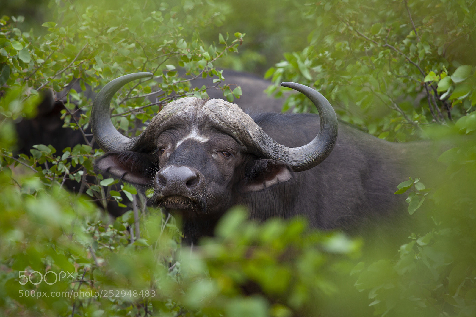 Canon EOS 5D Mark II sample photo. Head of buffalo photography