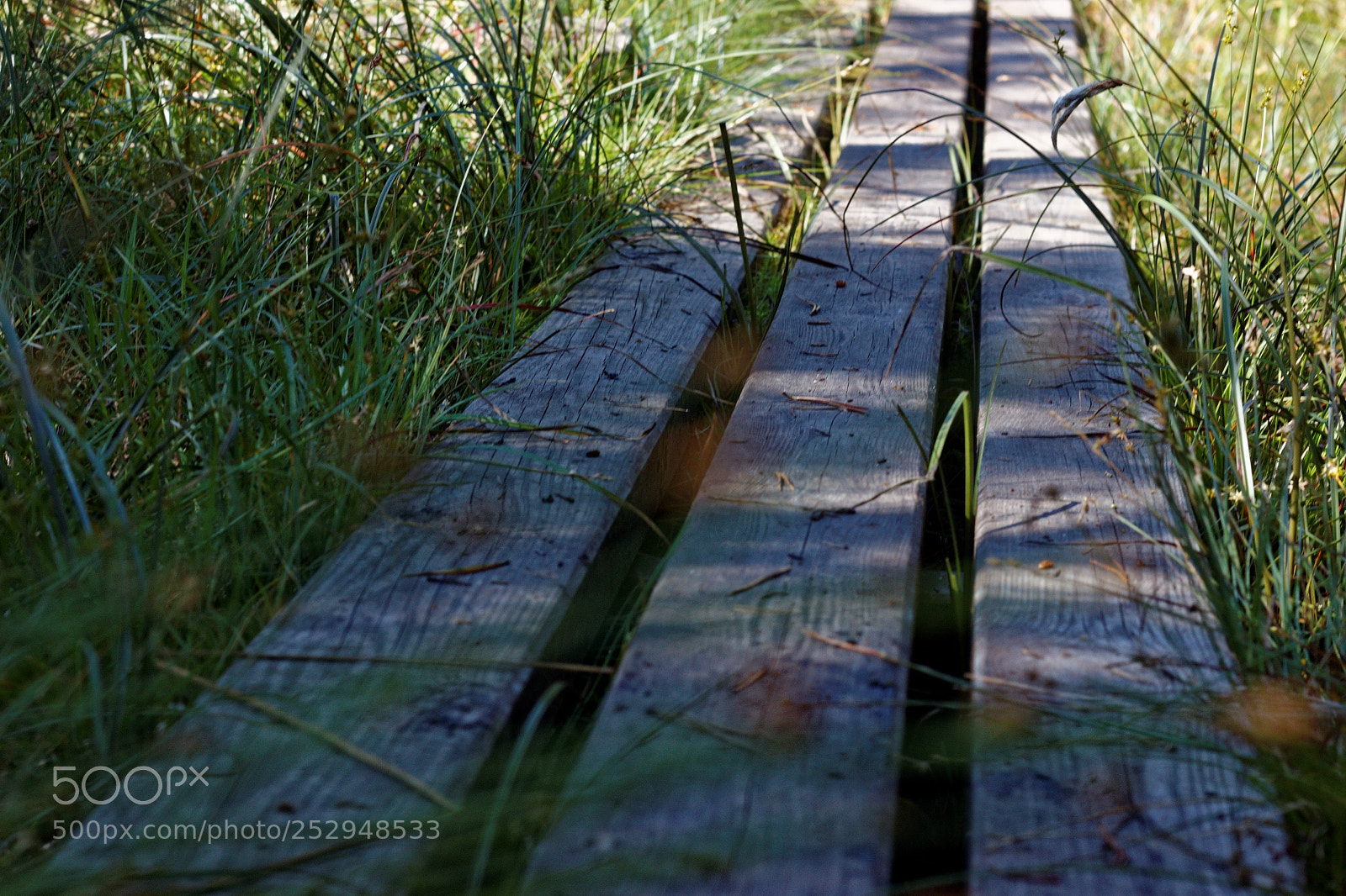 Canon EOS 600D (Rebel EOS T3i / EOS Kiss X5) + Canon EF 50mm F1.8 II sample photo. Green path photography