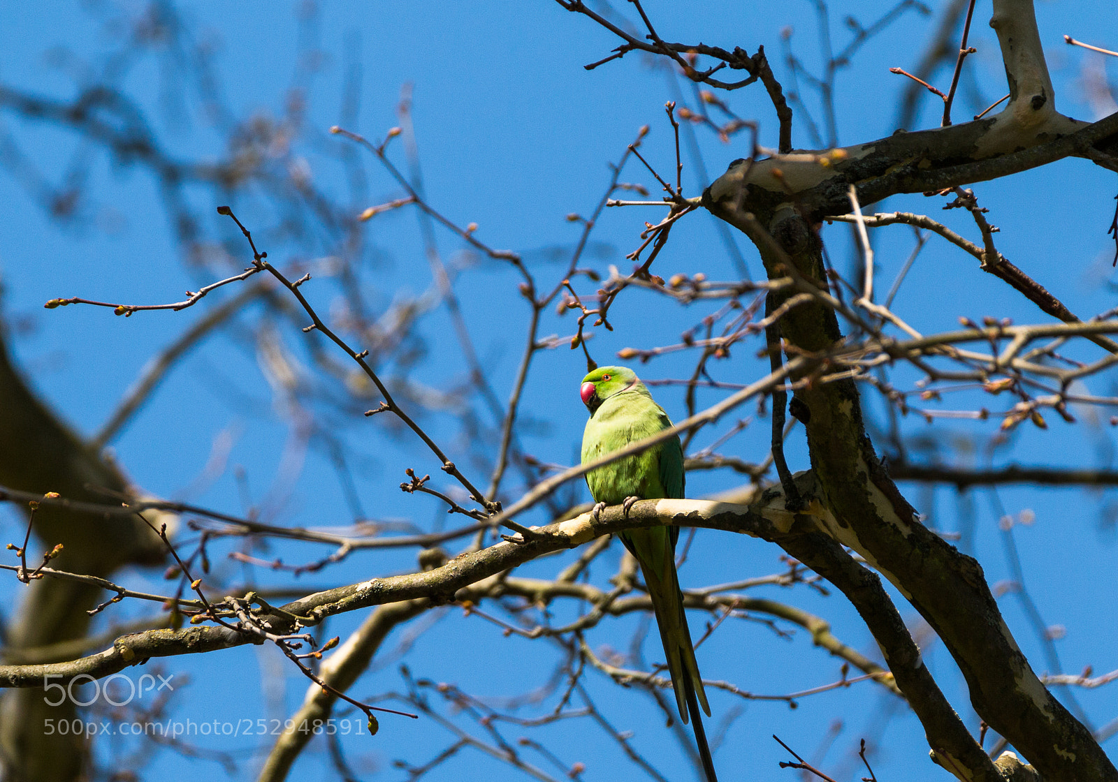 Canon EOS 70D sample photo. Parrot photography