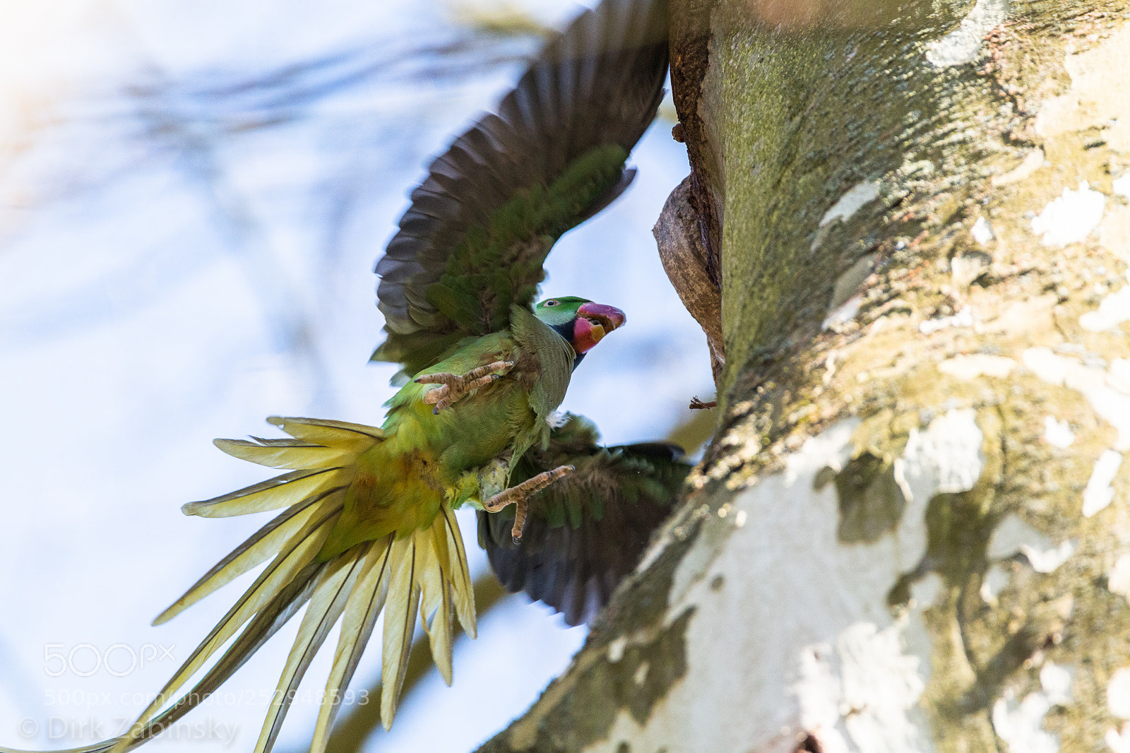 Canon EOS 70D sample photo. Parrot photography