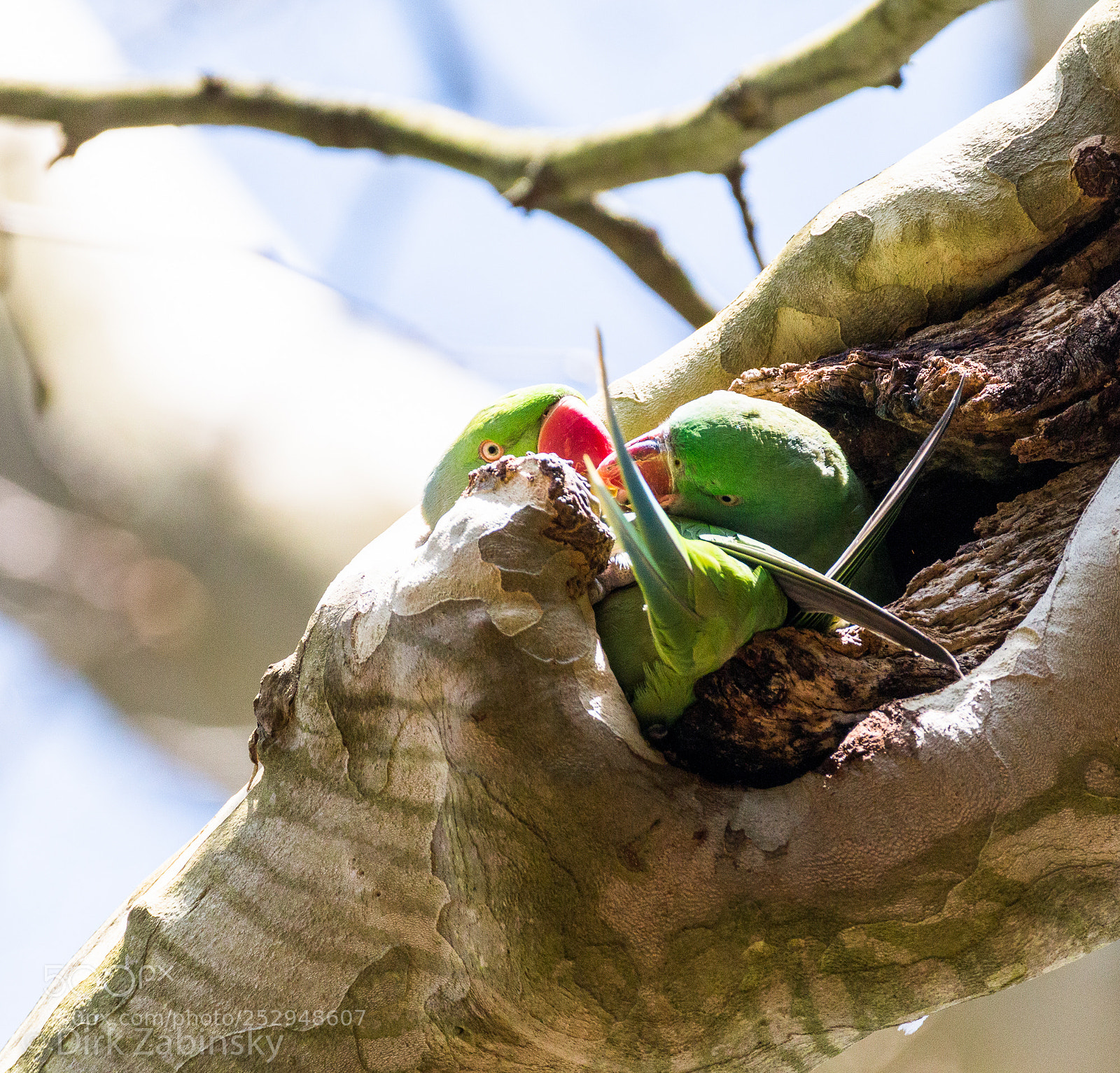Canon EOS 70D sample photo. Parrot photography