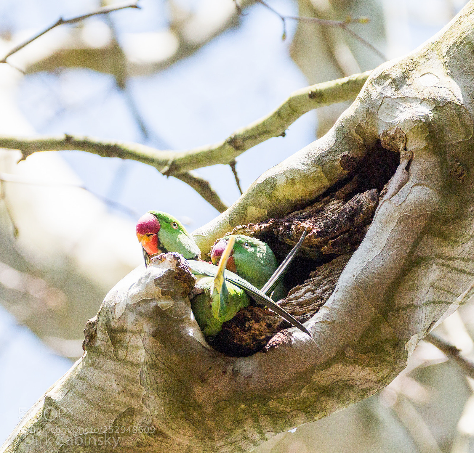Canon EOS 70D sample photo. Parrot photography