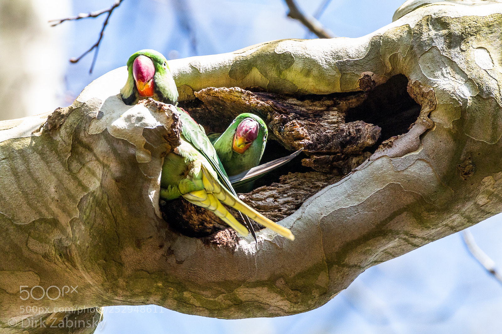 Canon EOS 70D sample photo. Parrot photography