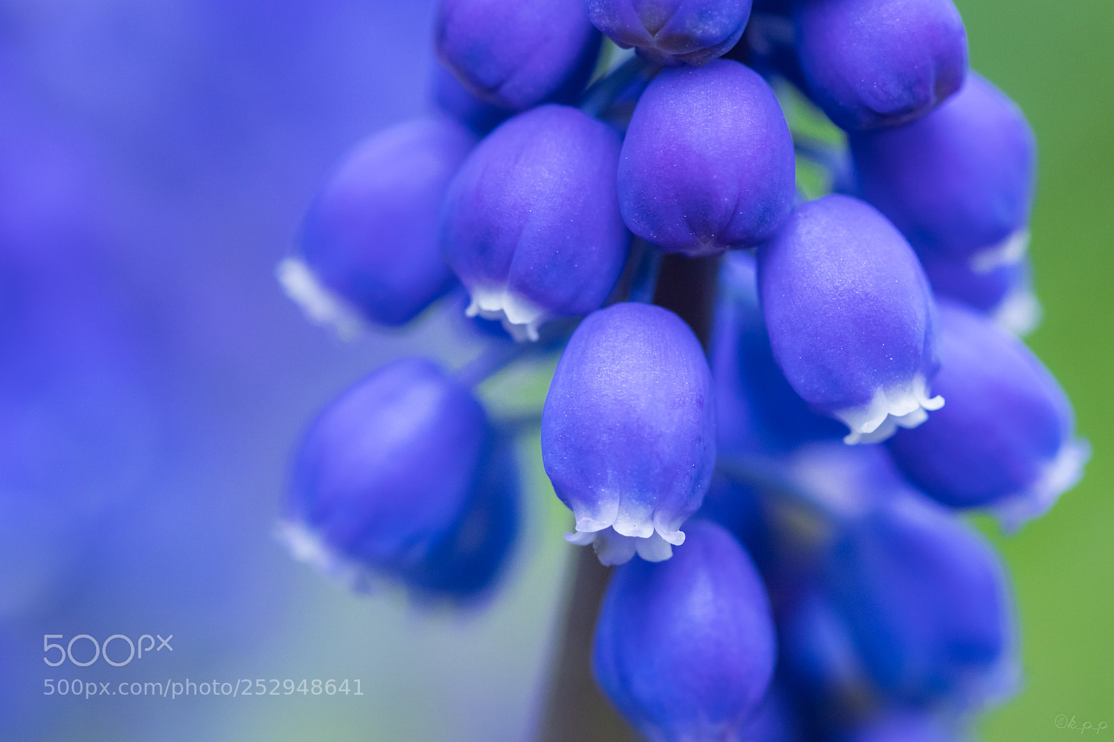 Canon EOS 80D sample photo. Grape hyacinth photography