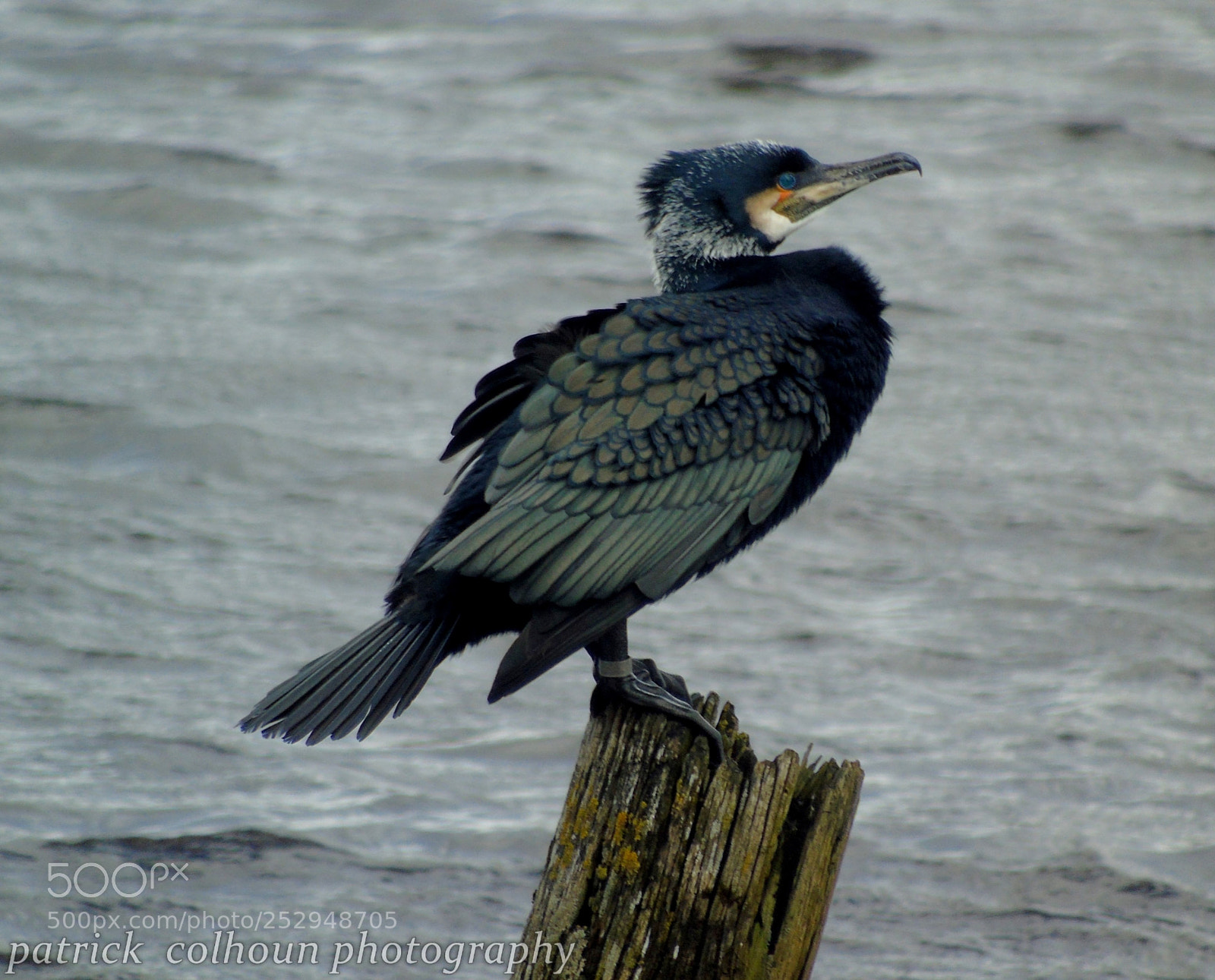 Sony Cyber-shot DSC-H400 sample photo. Cormorant photography