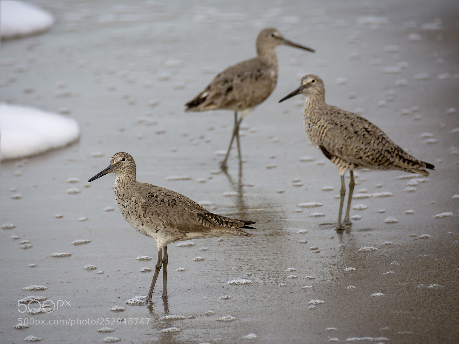 Nikon D7100 sample photo. Early birds photography