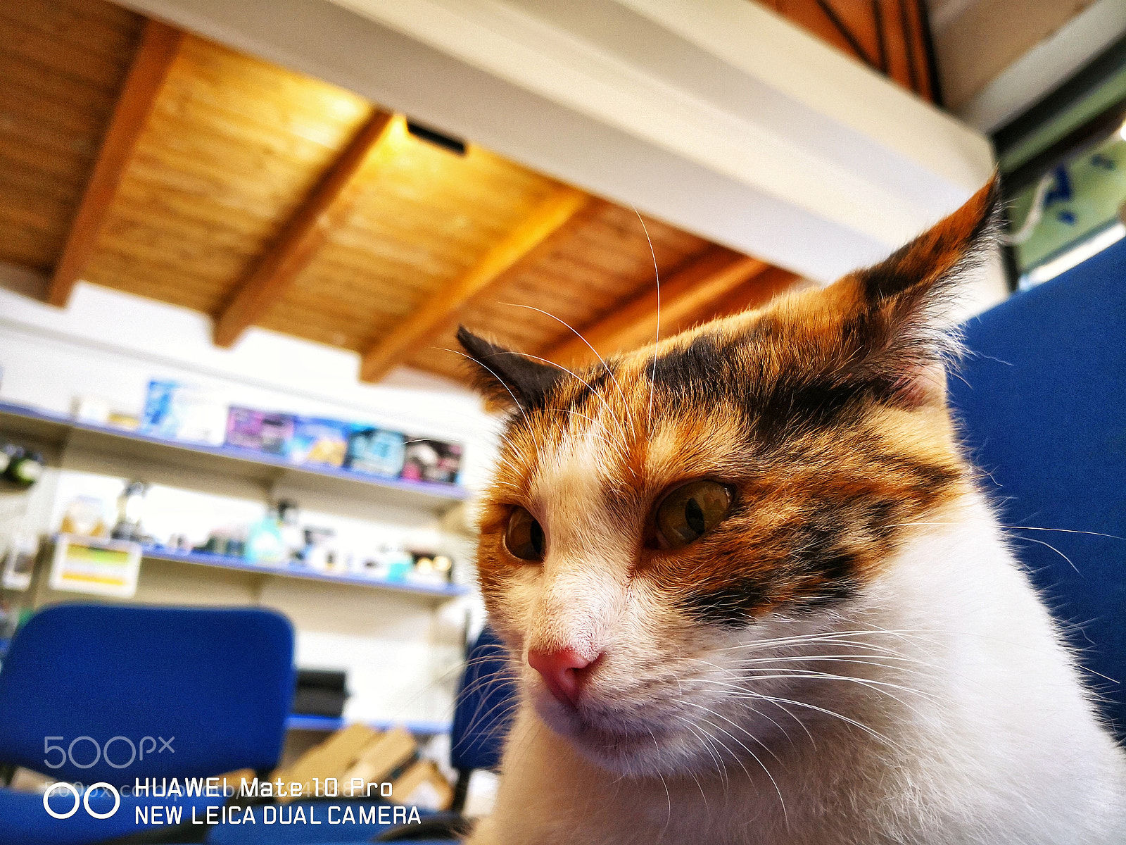 HUAWEI Mate 10 Pro sample photo. Cat portrait photography