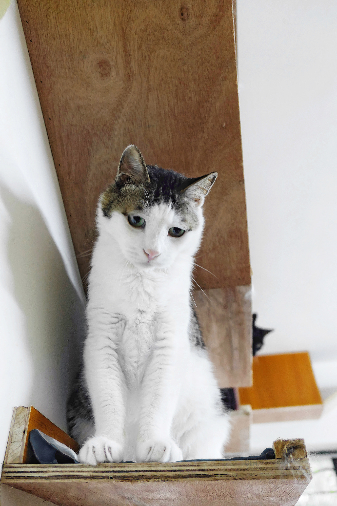 Panasonic Lumix DMC-LX10 (Lumix DMC-LX15) sample photo. Cat photography