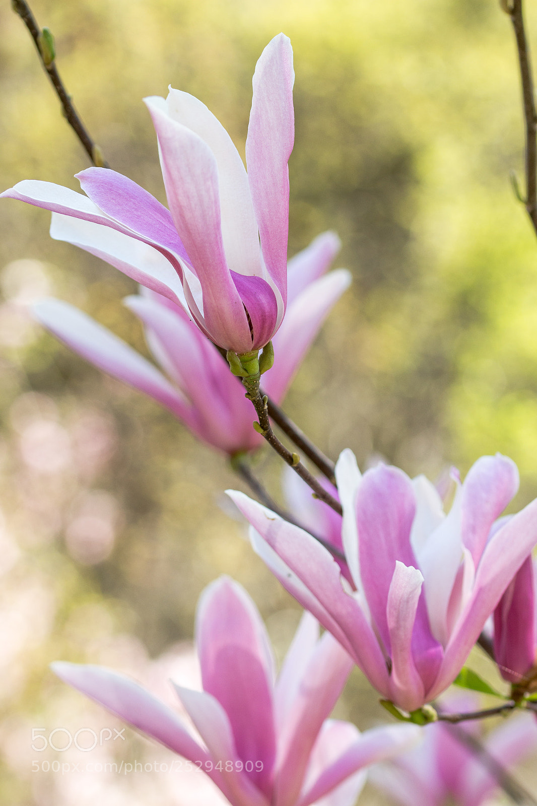 Canon EOS 700D (EOS Rebel T5i / EOS Kiss X7i) sample photo. La giostra di primavera photography