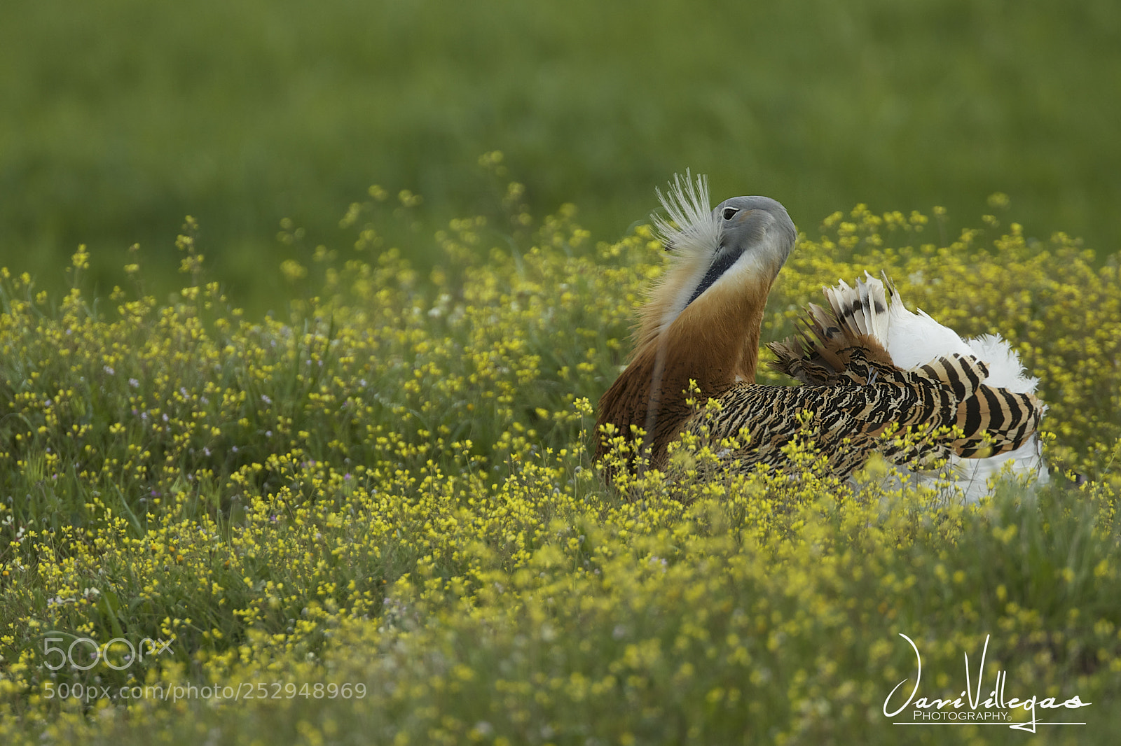 Canon EOS-1D X sample photo. The romantic bustard photography