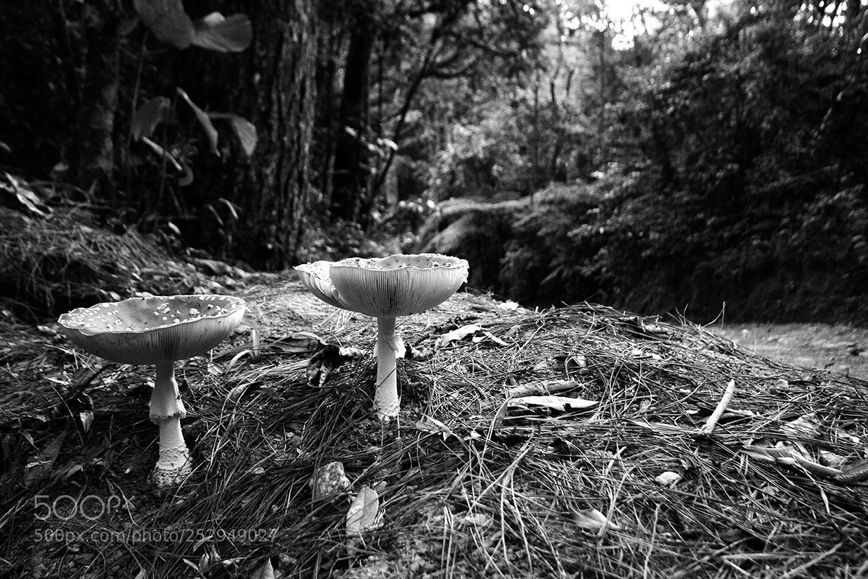 Canon EOS 7D sample photo. Cogumelo photography