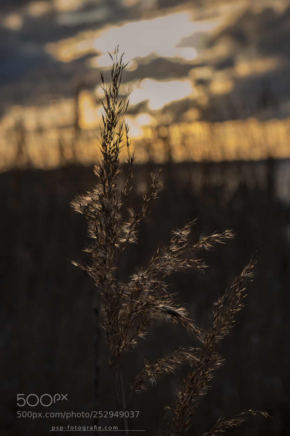 Fujifilm X-T2 sample photo. An evening at photography