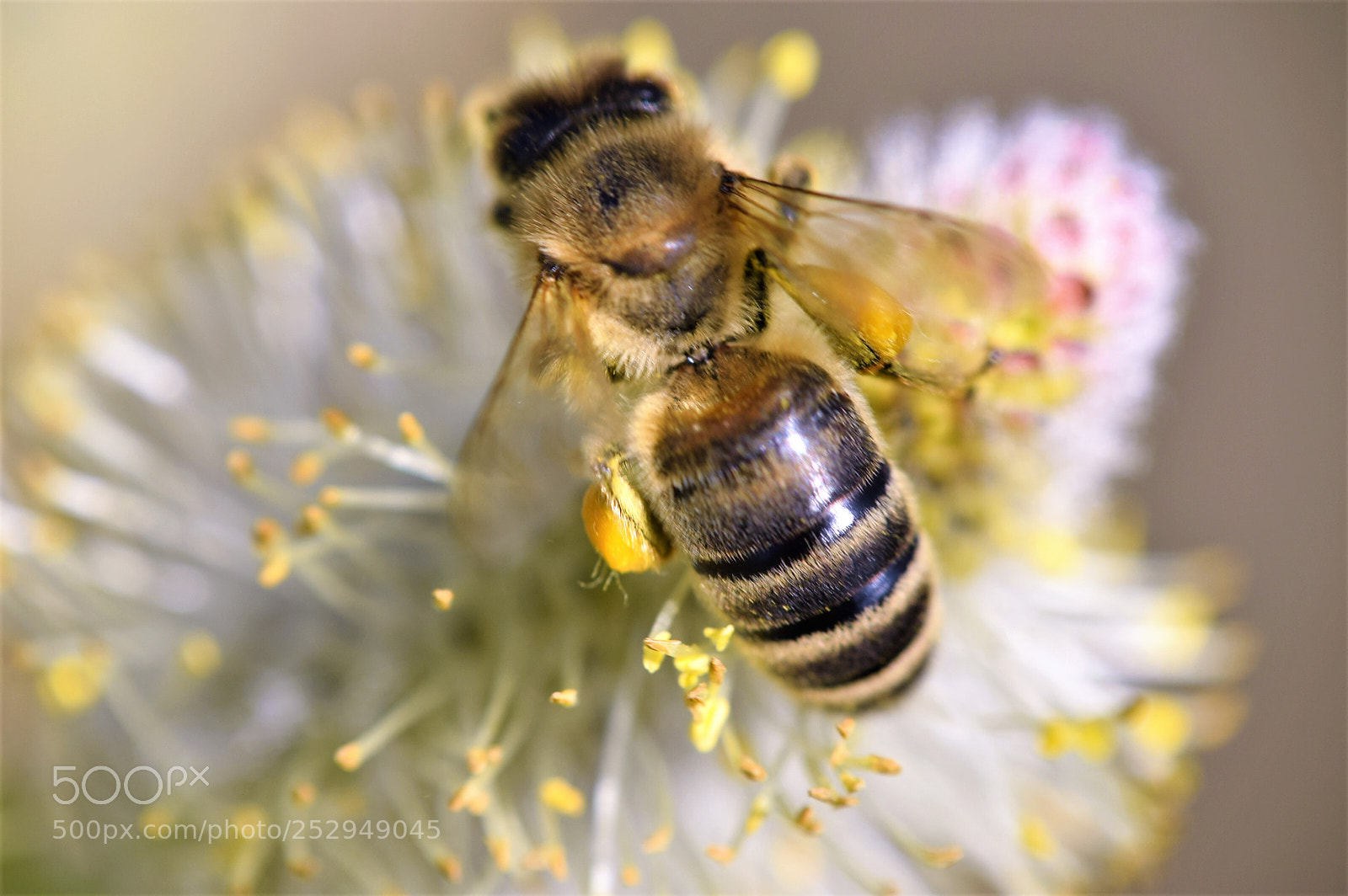 Nikon D3300 sample photo. Bee photography