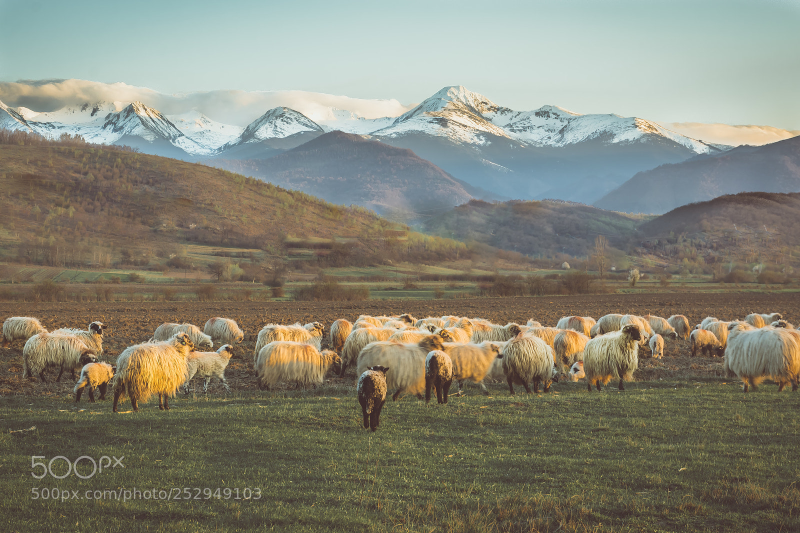 Nikon D7100 sample photo. Lets sheep togheter photography