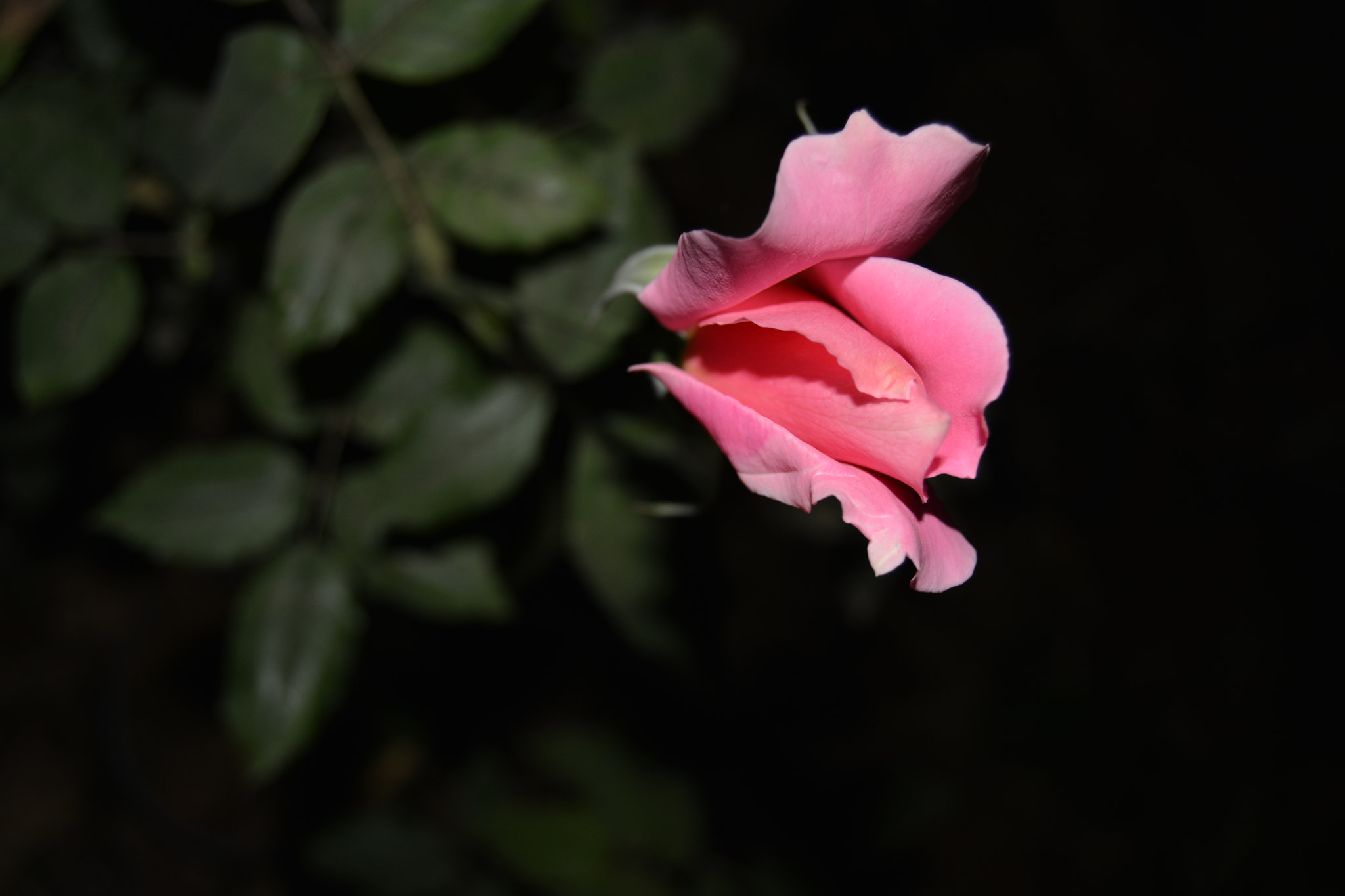 Nikon D5200 sample photo