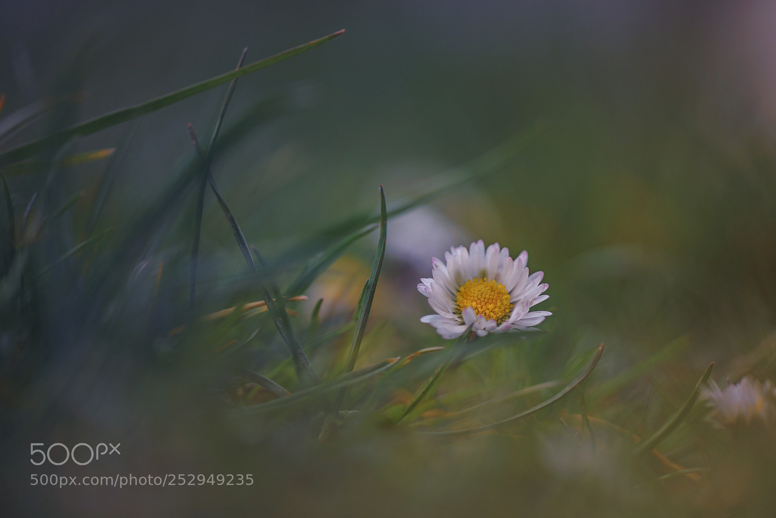 Sony a7R III sample photo. So lonely photography