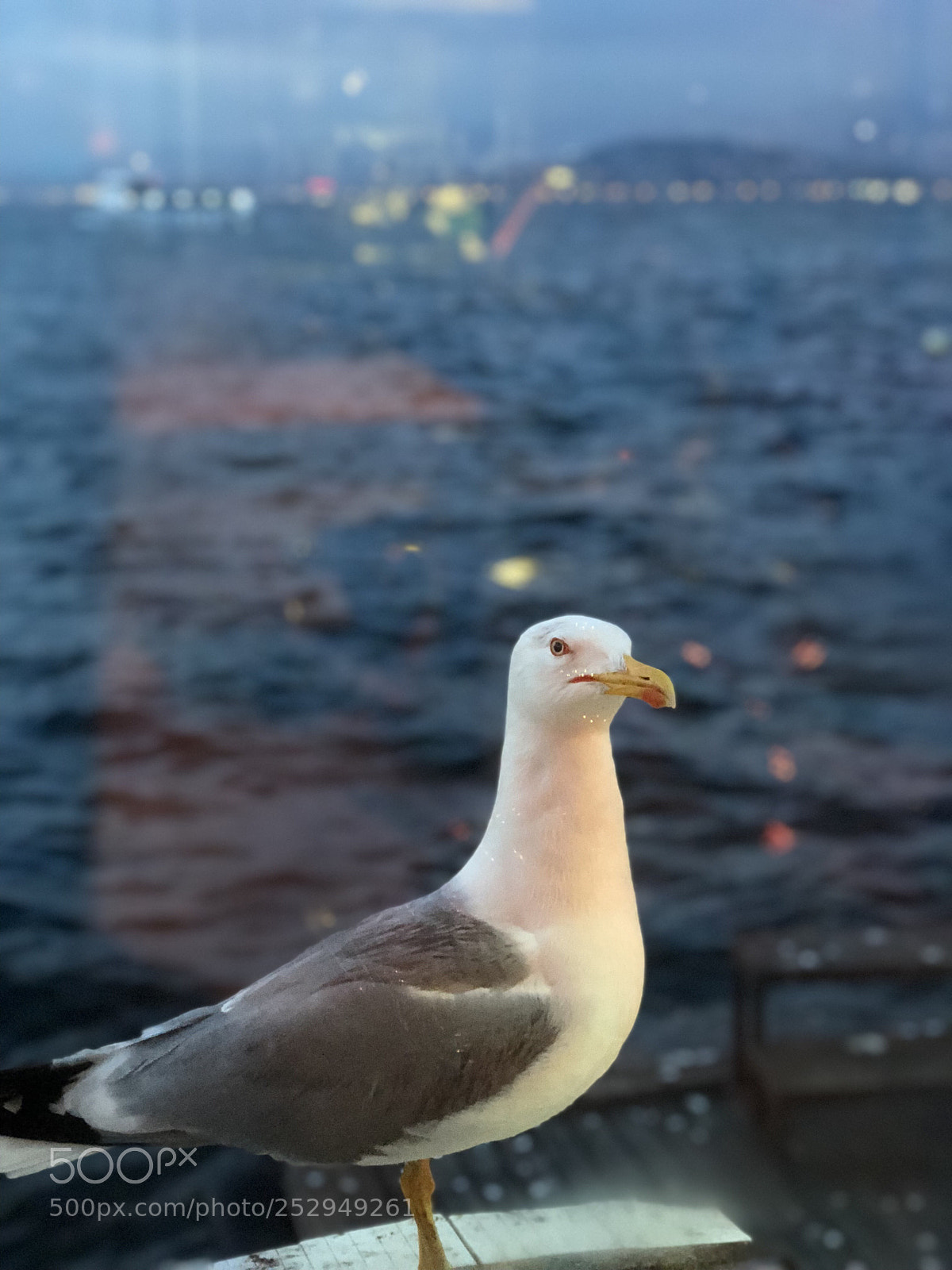Apple iPhone 8 Plus sample photo. Untitled photography