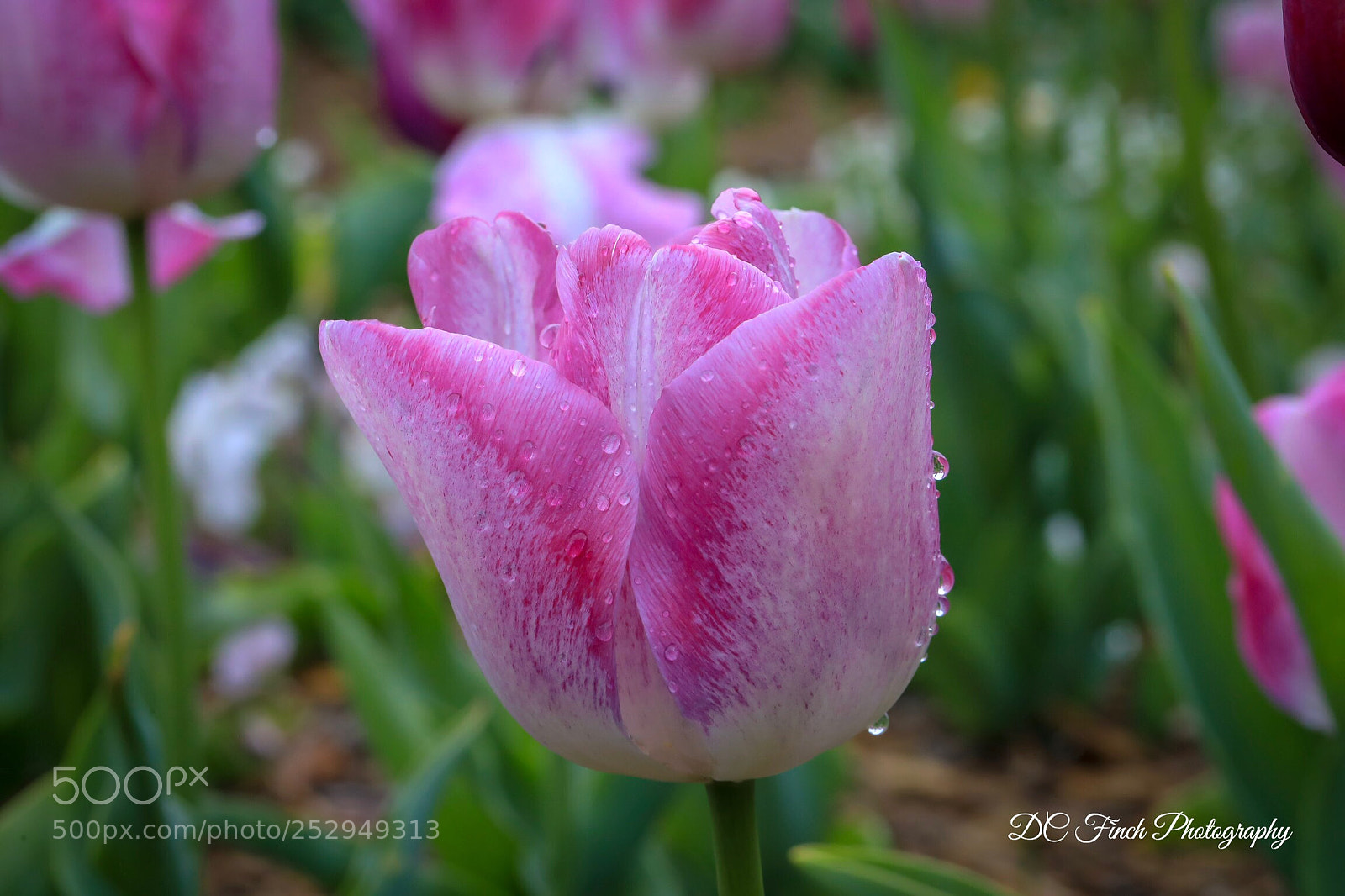 Canon EOS 5D Mark IV sample photo. Spring drops  photography