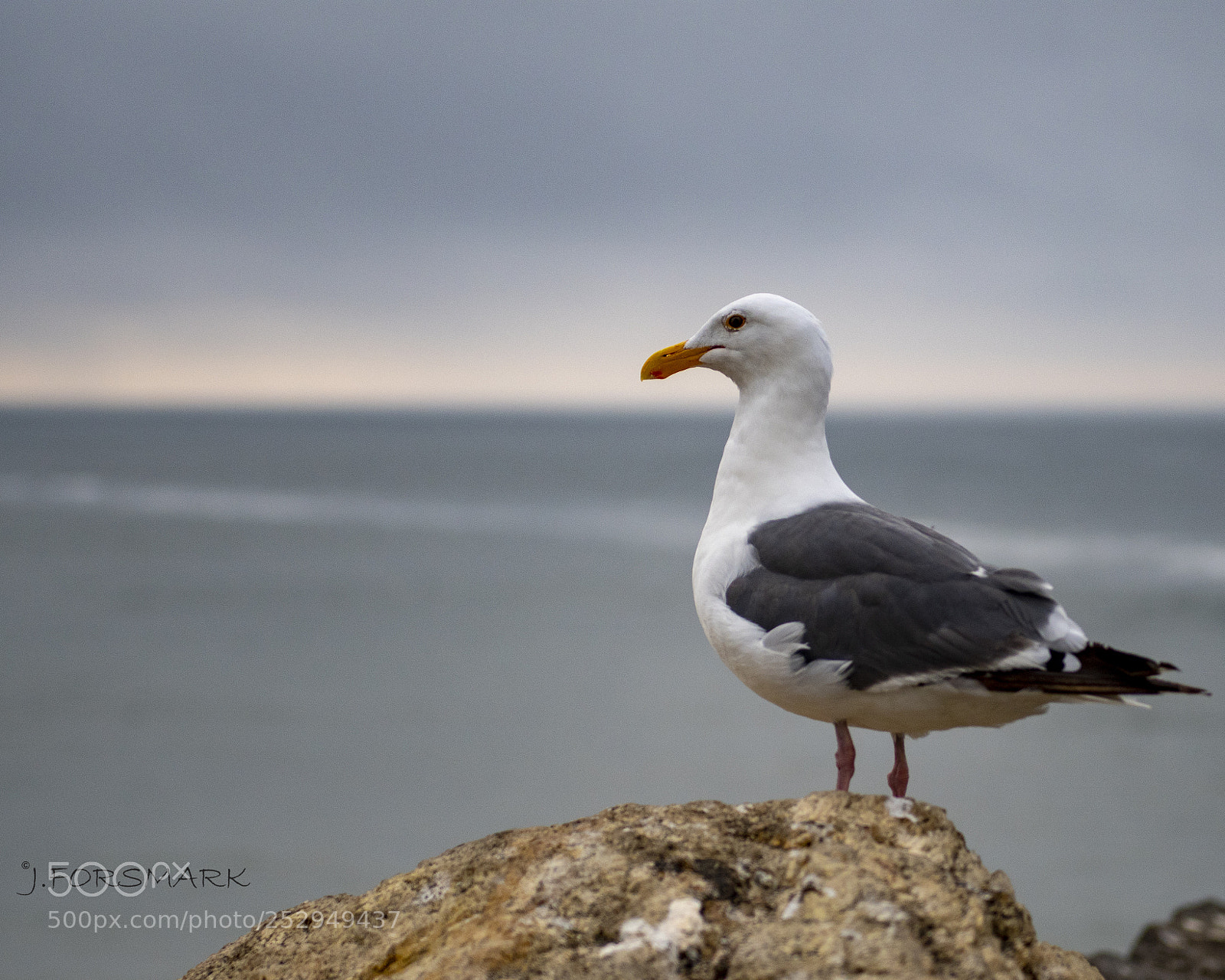 Nikon D500 sample photo. The visitor photography
