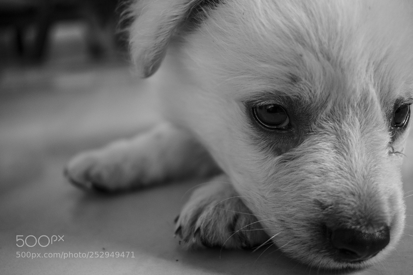 Nikon D3300 sample photo. King knobzie photography