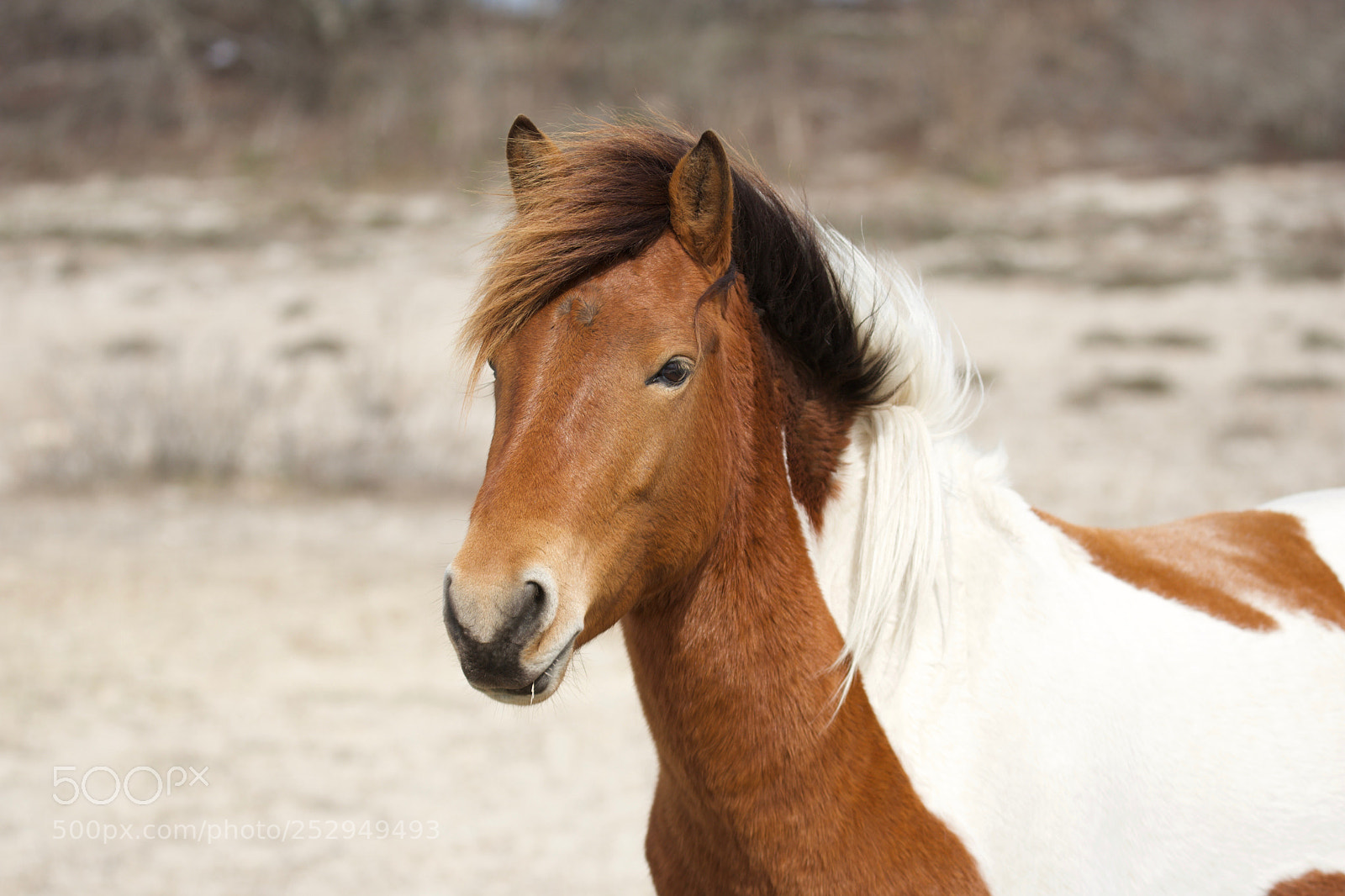 Nikon D7200 sample photo. Assateague island wild horse photography