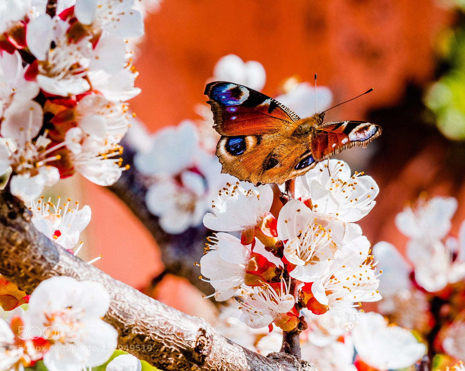 Olympus OM-D E-M10 sample photo. Fly buterfly! photography