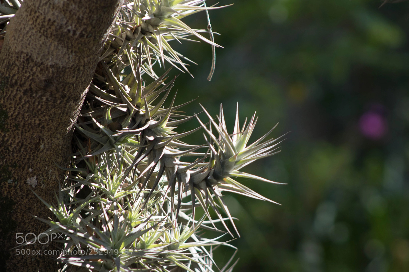 Canon EOS 750D (EOS Rebel T6i / EOS Kiss X8i) sample photo. Airplant in airway road photography