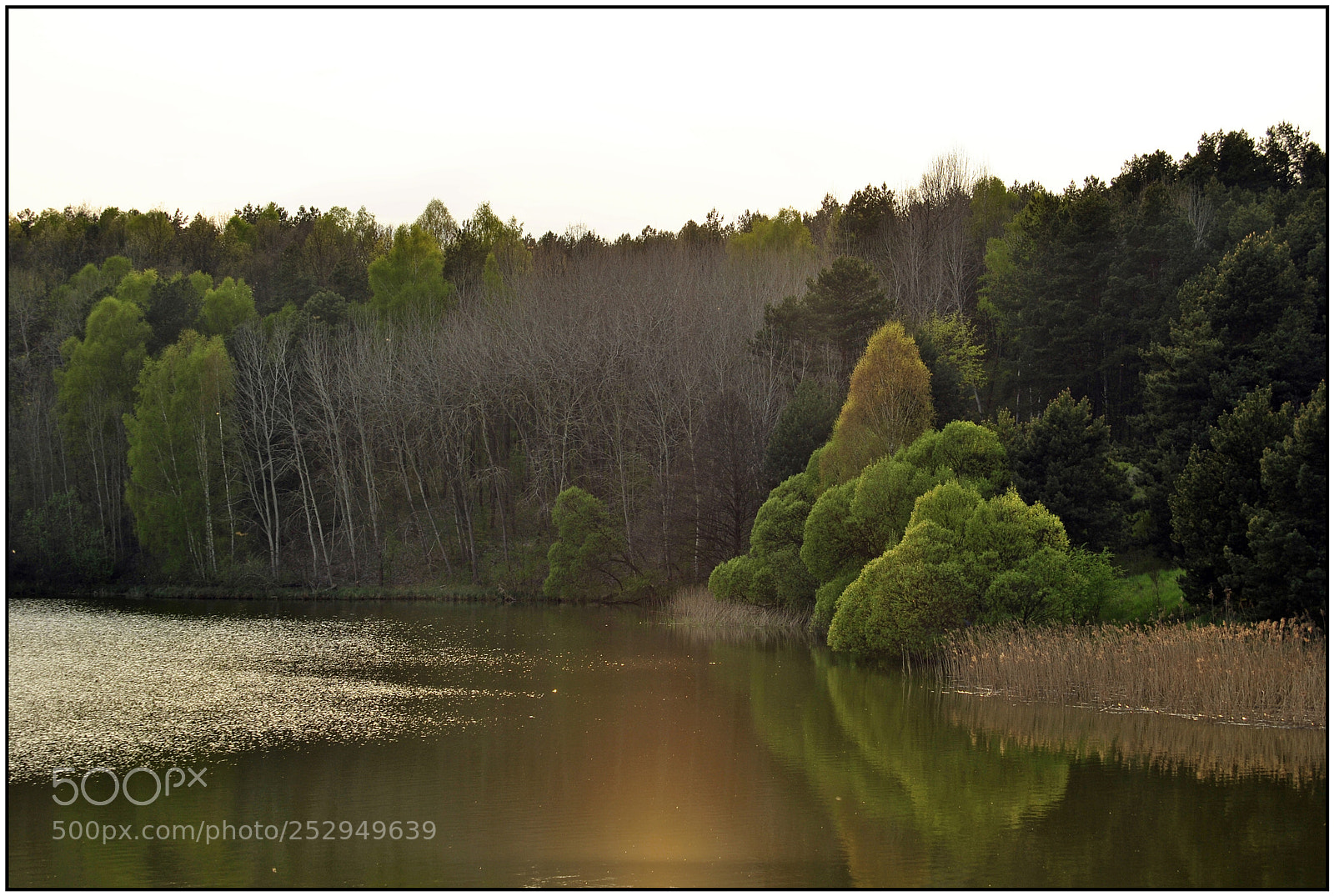 Nikon D3000 sample photo. A concert of sunlight photography