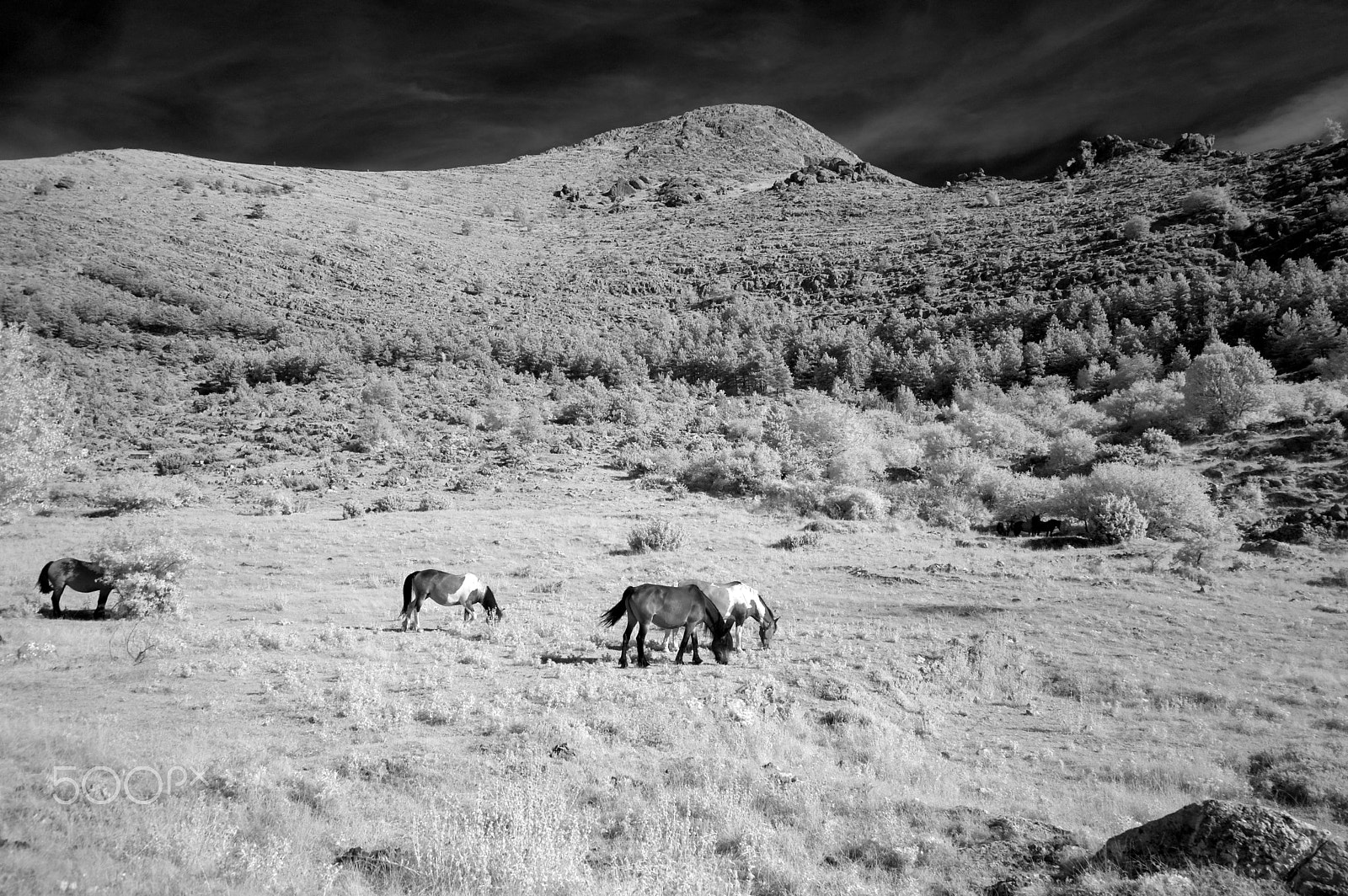 Samsung NX100 sample photo. Mustangs photography