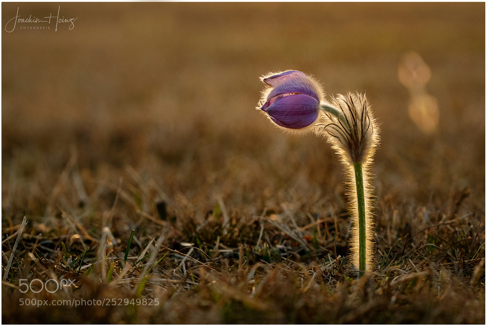 Fujifilm X-T2 sample photo. Pasque flower photography