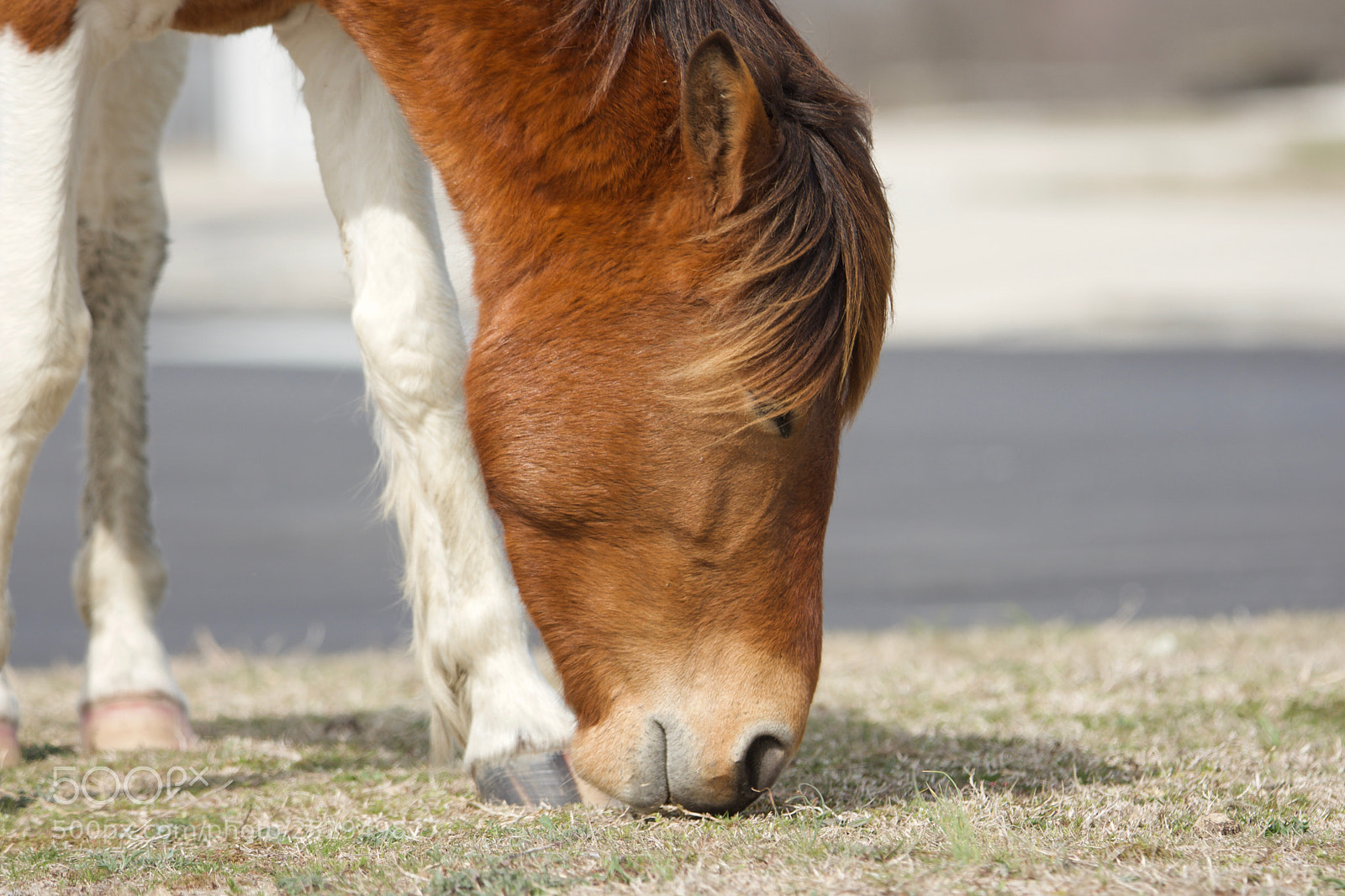Nikon D7200 sample photo. Assateague island horses photography