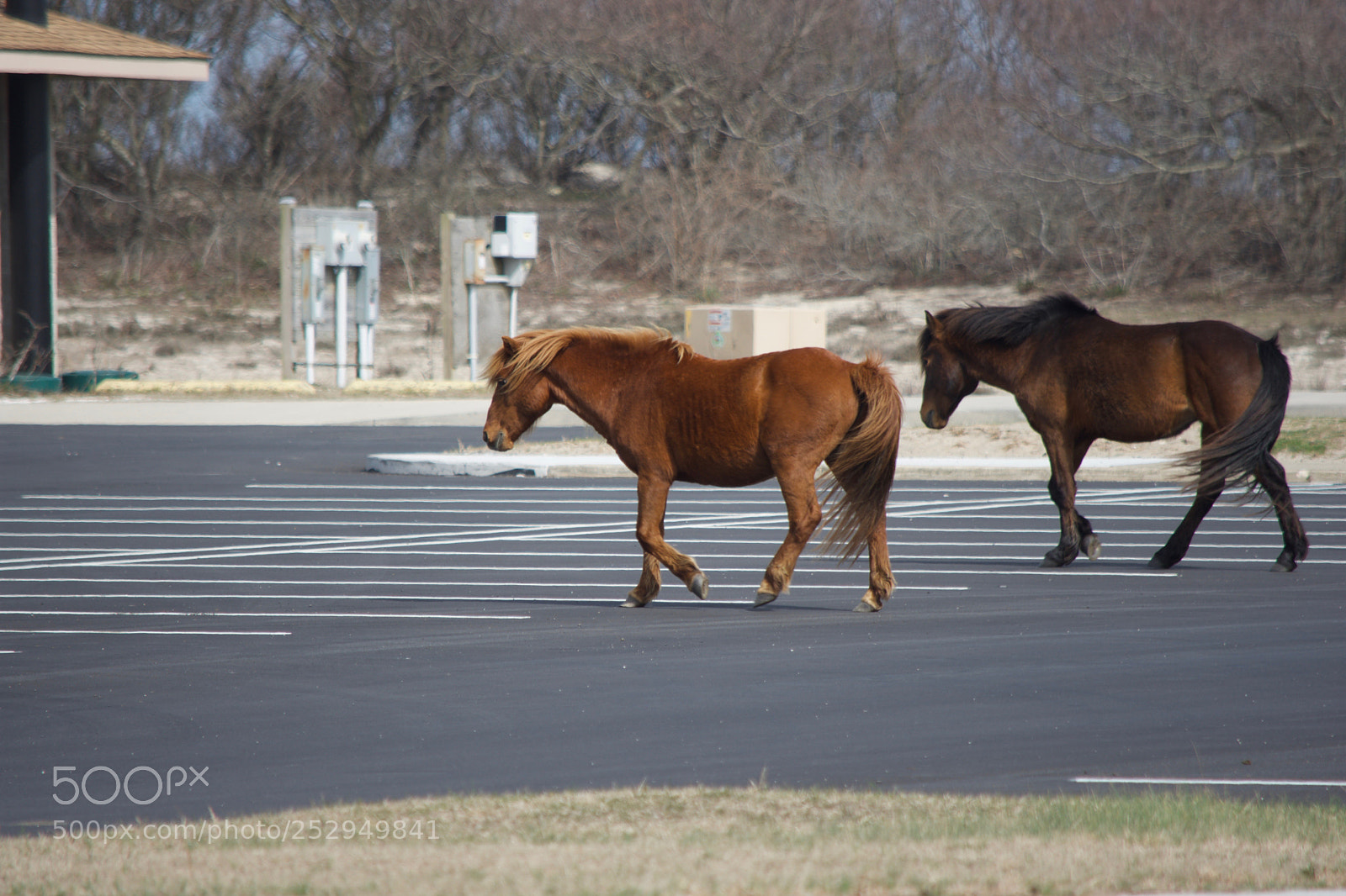 Nikon D7200 sample photo. Assateague island horses photography