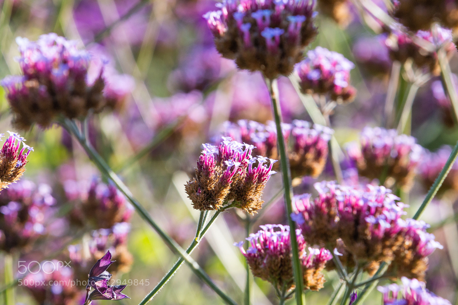 Canon EOS 70D sample photo. Nature photography