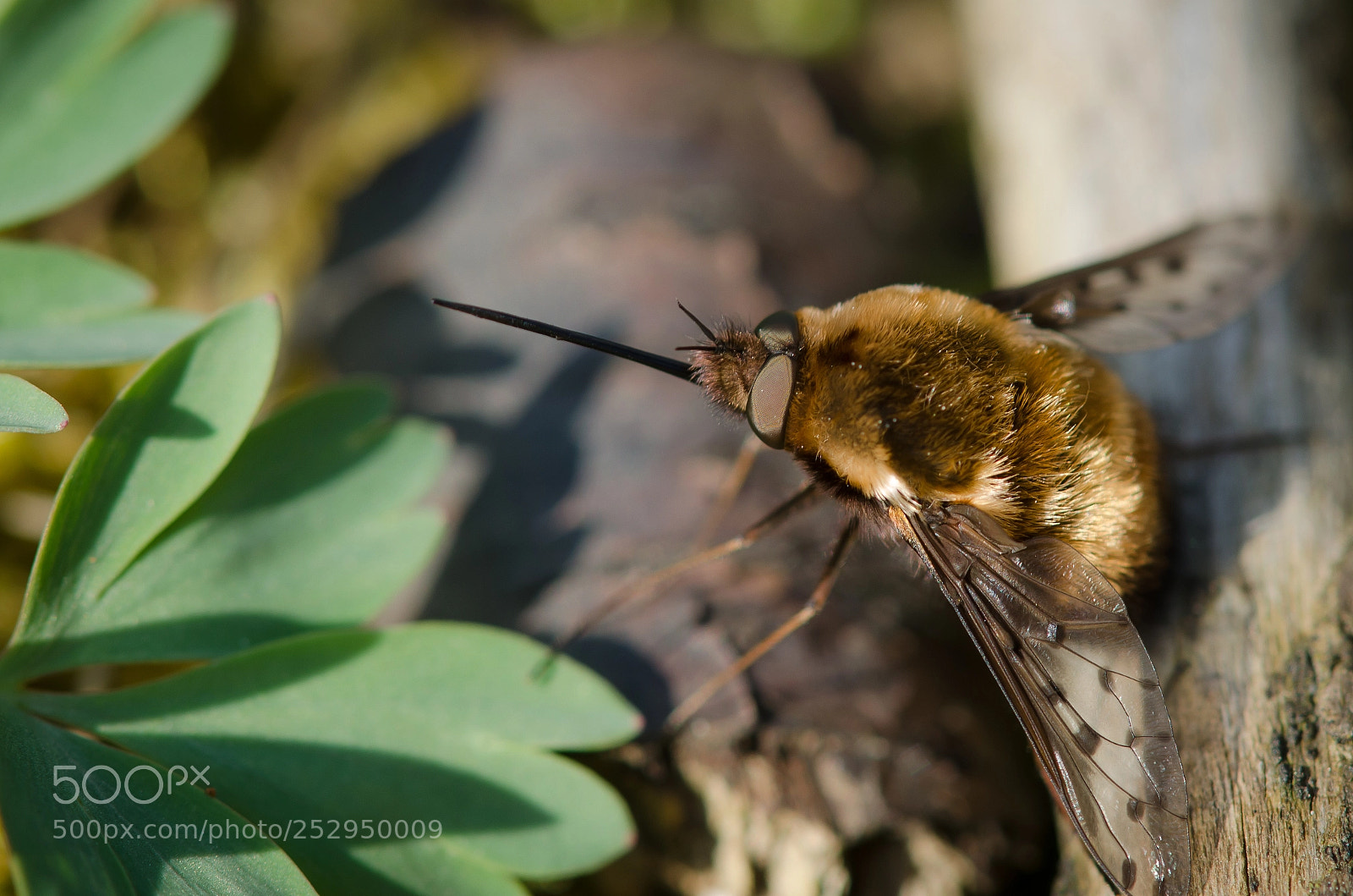 Nikon D5100 sample photo. _...-1070.jpg photography