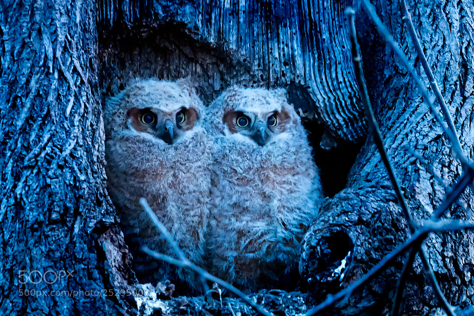Canon EOS-1D X Mark II sample photo. Owlets in the dark photography