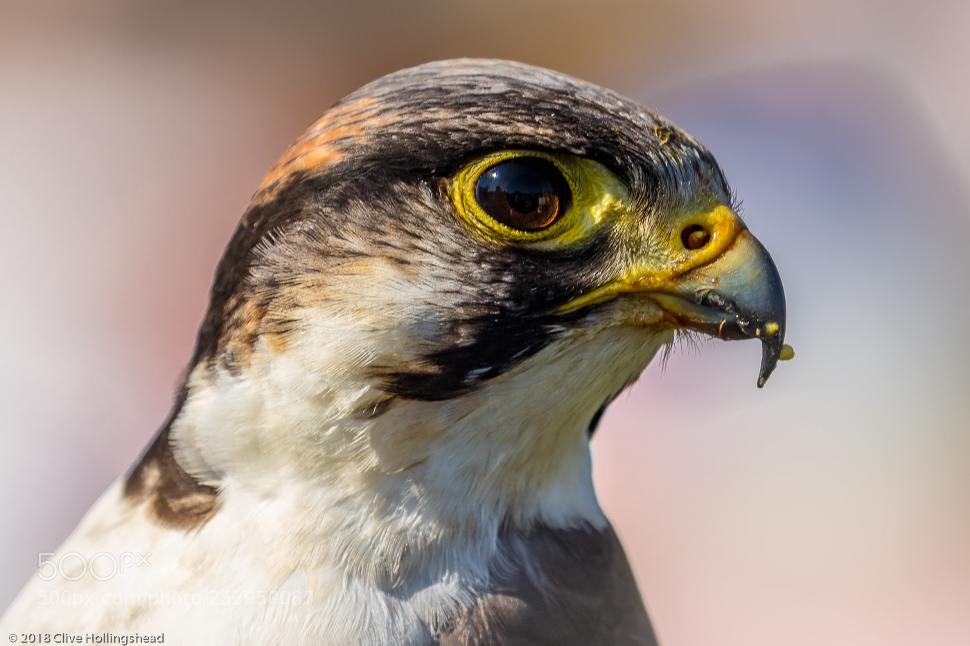 Canon EOS 7D Mark II sample photo. Watching, always watching photography